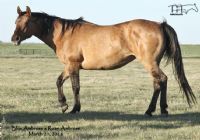 Blue Ambrose - RIP old gal